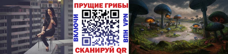 shop как зайти  Хвалынск  Псилоцибиновые грибы Psilocybine cubensis 